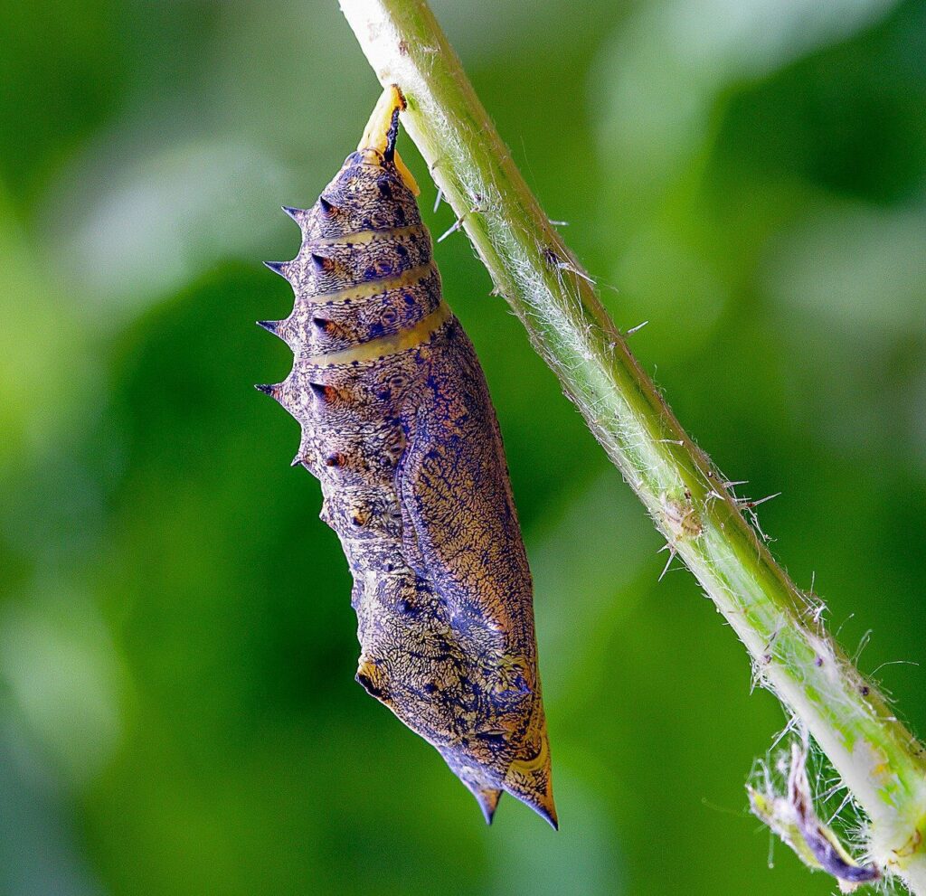 pupa, cocoon, butterfly-3978412.jpg